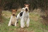 FOX TERRIER 554